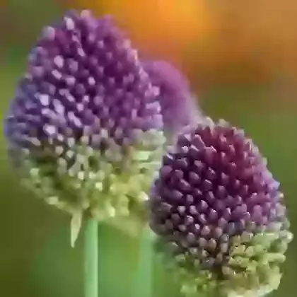 Sphaerocephalon